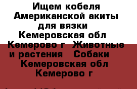Ищем кобеля Американской акиты для вязки - Кемеровская обл., Кемерово г. Животные и растения » Собаки   . Кемеровская обл.,Кемерово г.